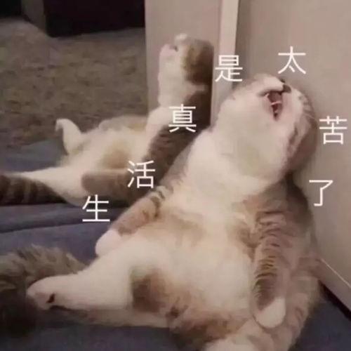 坐着被看表情包,揭秘网络热图的趣味与反思