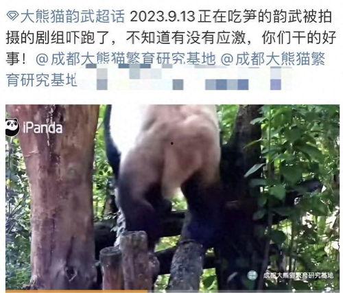 熊猫拍摄花絮,幕后拍摄花絮曝光