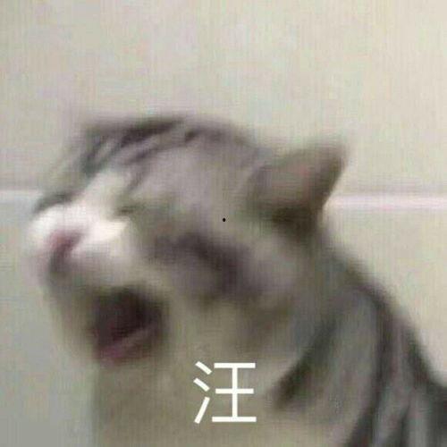 表情包嘿嘿嘿,趣味横生的网络文化现象