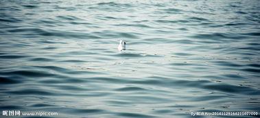 后海海鸥照片,自然之美映照城市风情