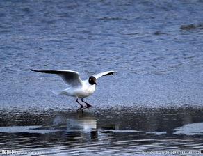 后海海鸥照片,自然之美映照城市风情 第3张 后海海鸥照片,自然之美映照城市风情 第3张